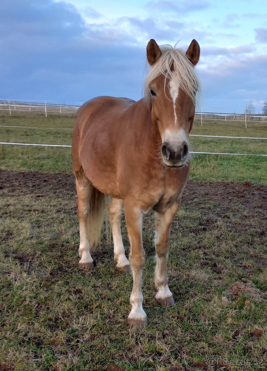 Hafling klisna 5l - 2