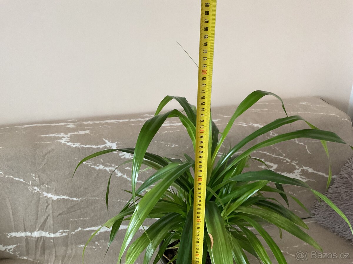 Pokojové rostliny - 2