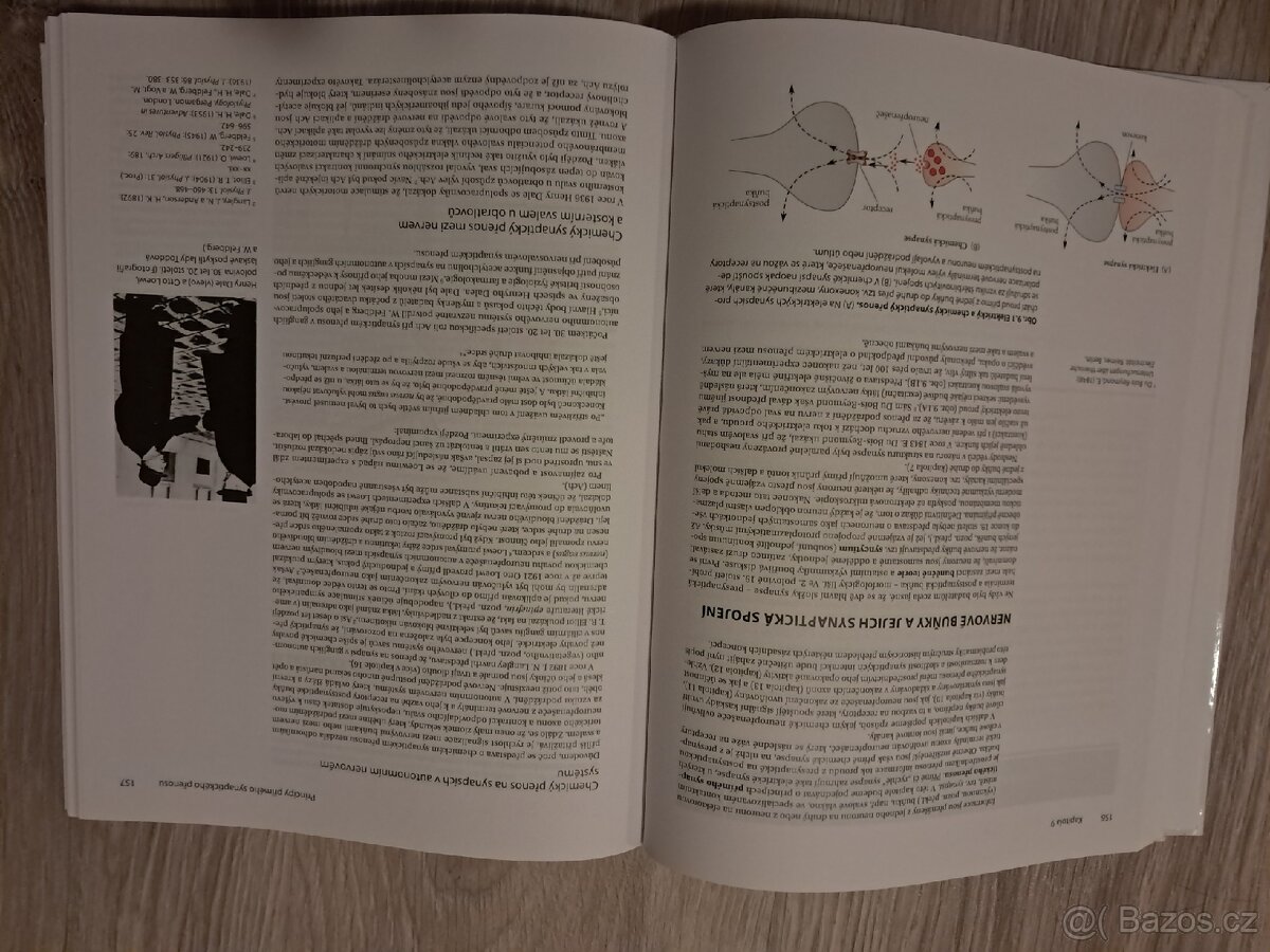 Od neuronu k mozku - 2