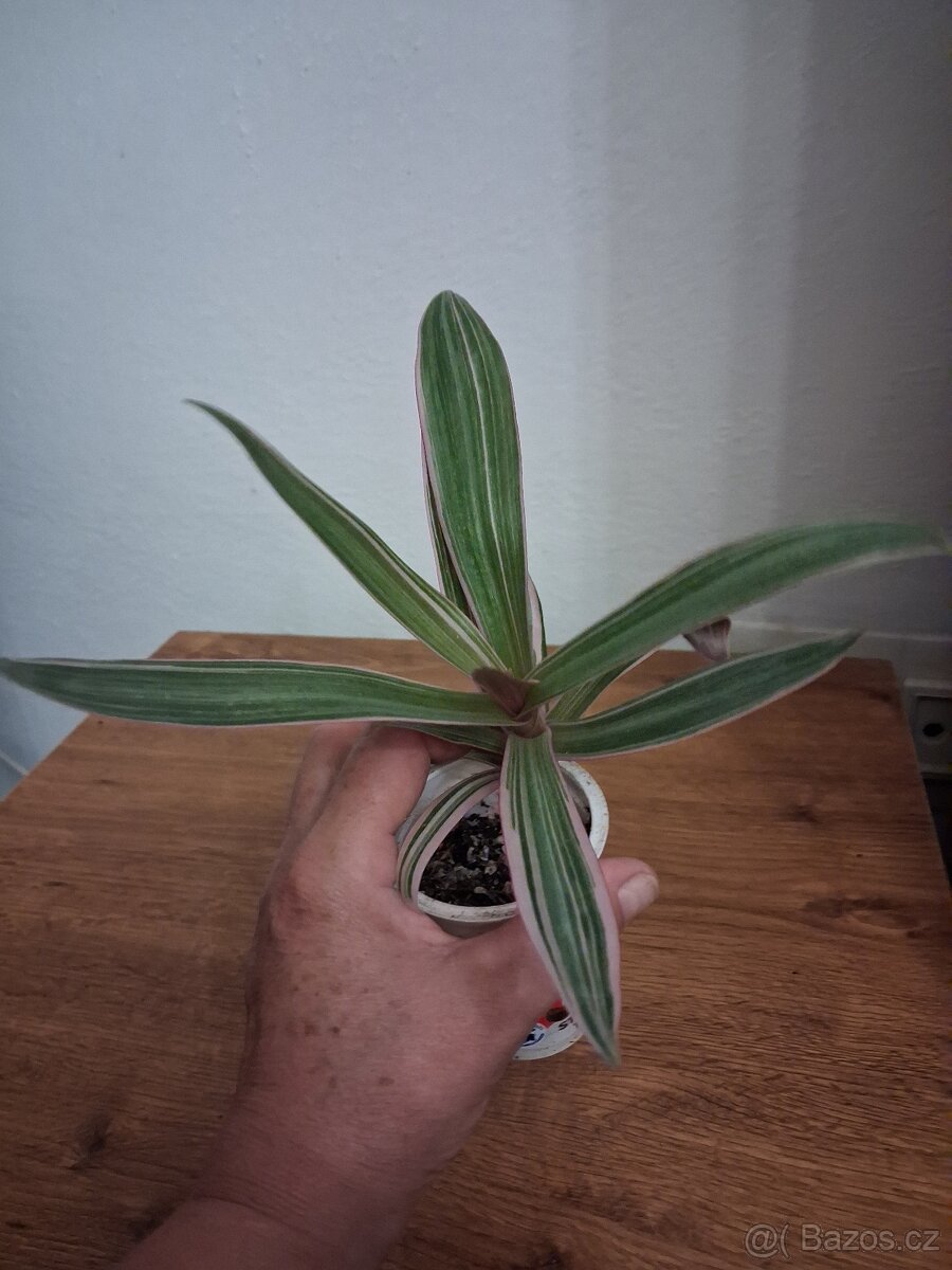 Pokojové rostliny 4 - 2