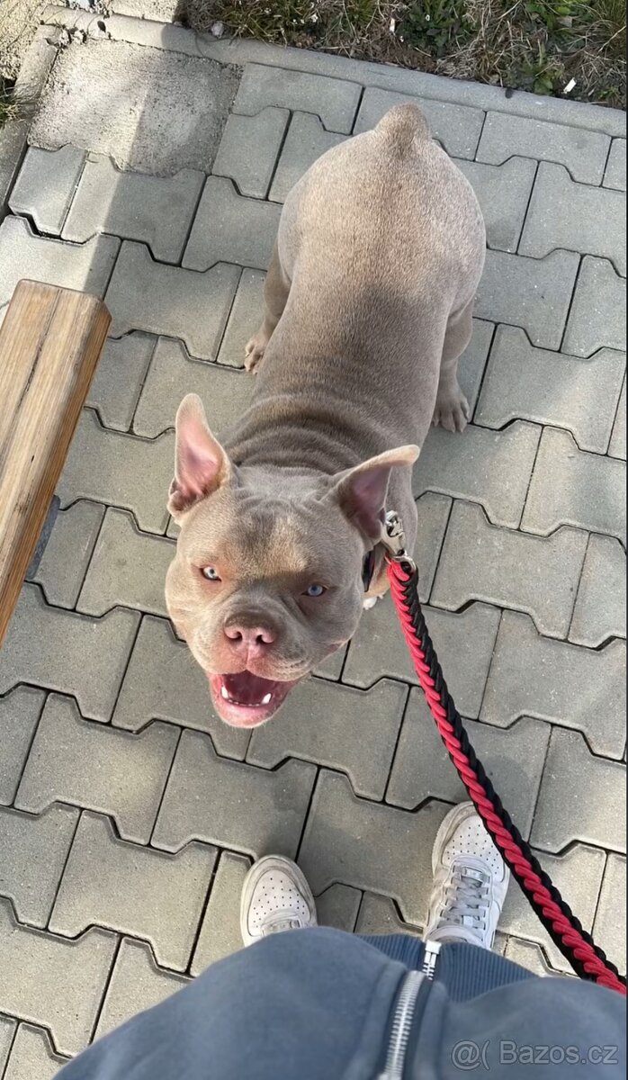 American bully - 2