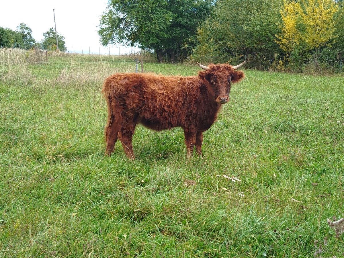 Jalovice křížená - 2