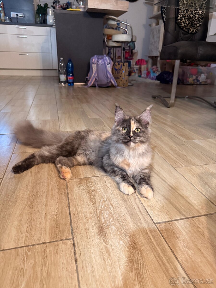 Mainská mývalí s PP - 2