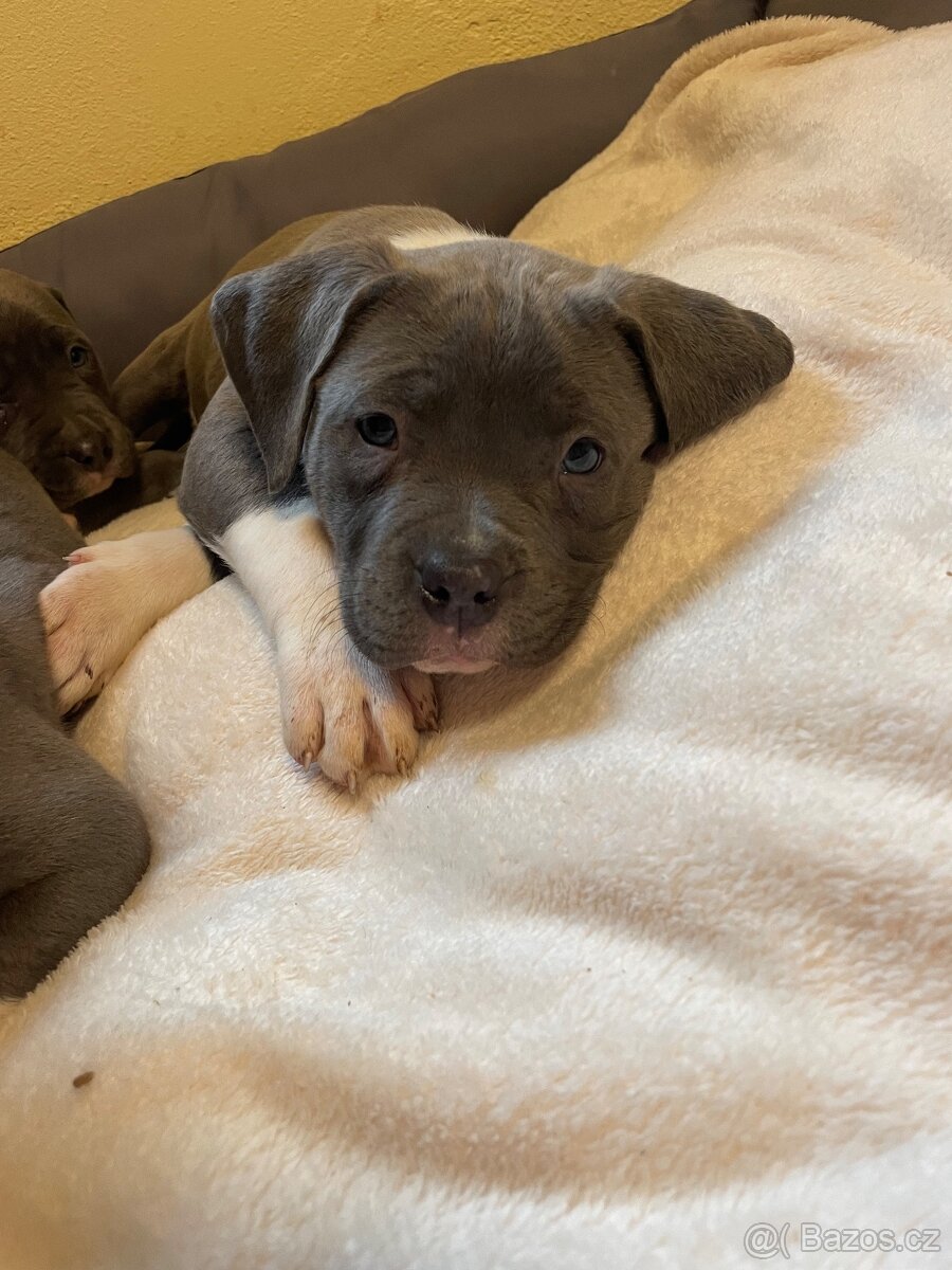 Americký stafordšírsky teriér - 2