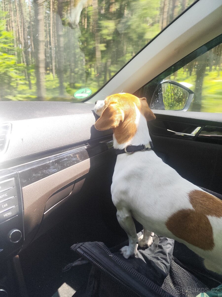 Jack Russell teriér - 2