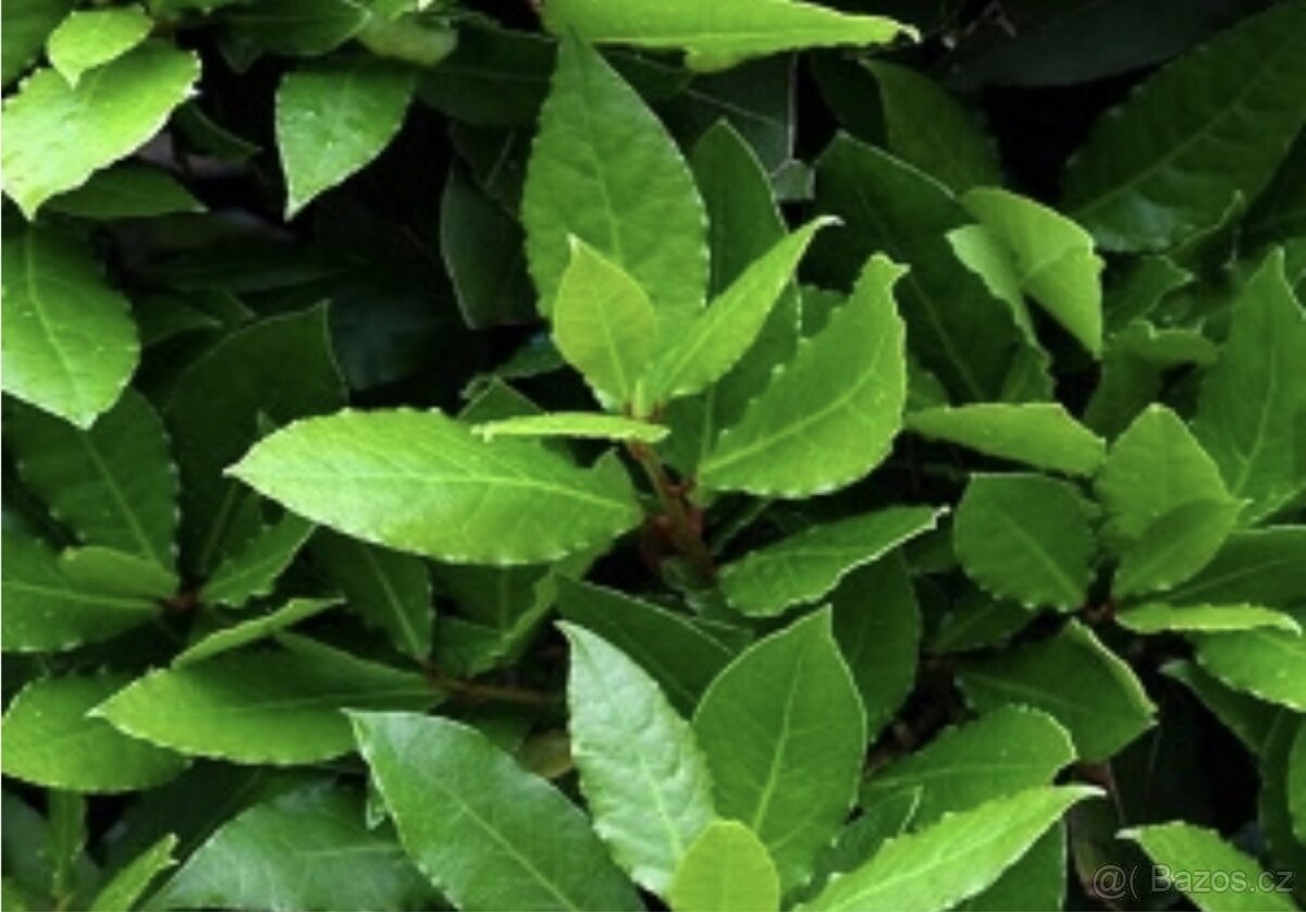 Bobkový list - Vavřín ( léčiva rostlina) - 2