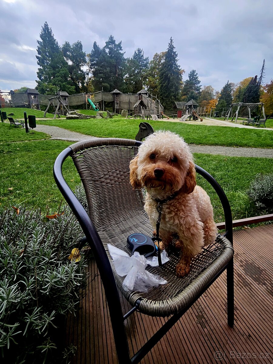 Nabizim ke kryti maltipoo bez pp - 2