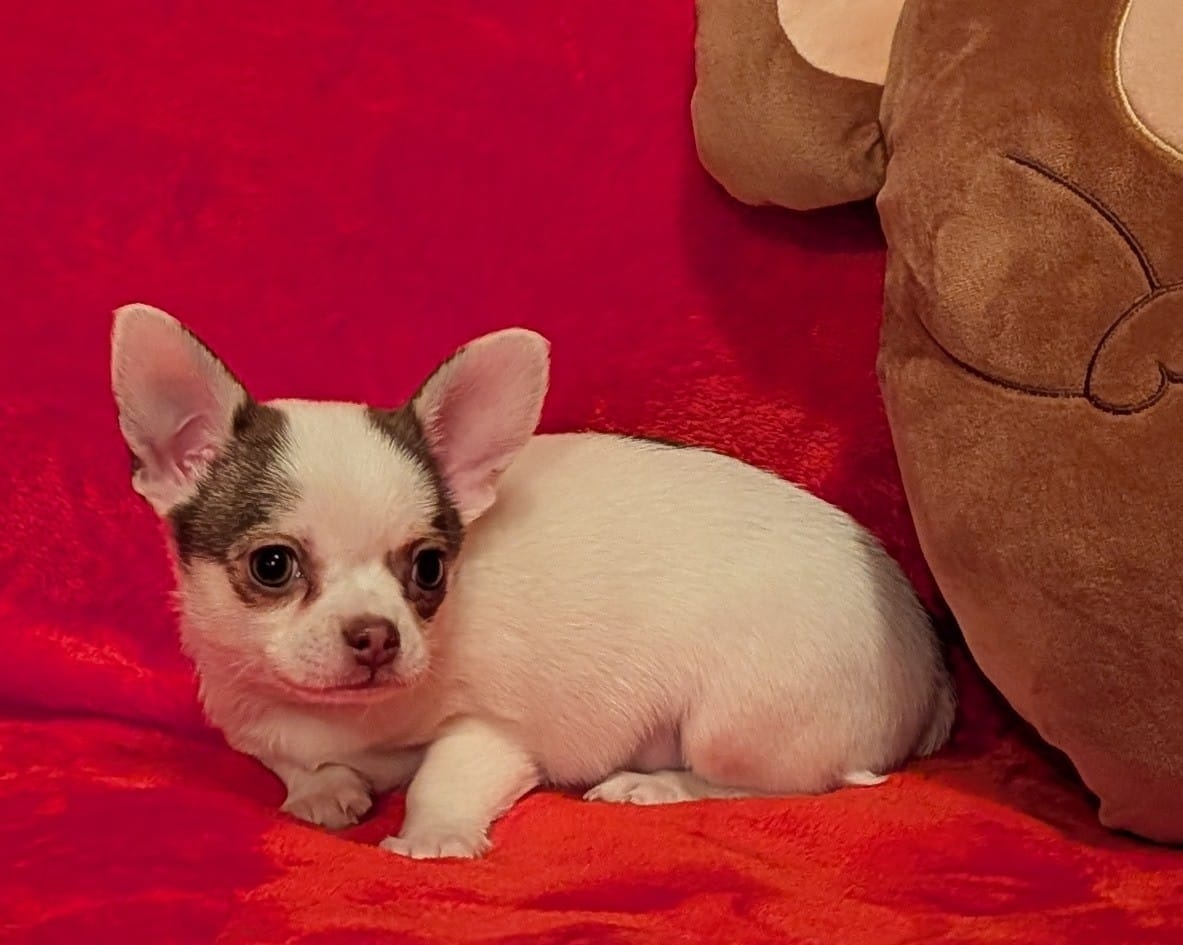 Čivava krátkosrstá s PP - 2