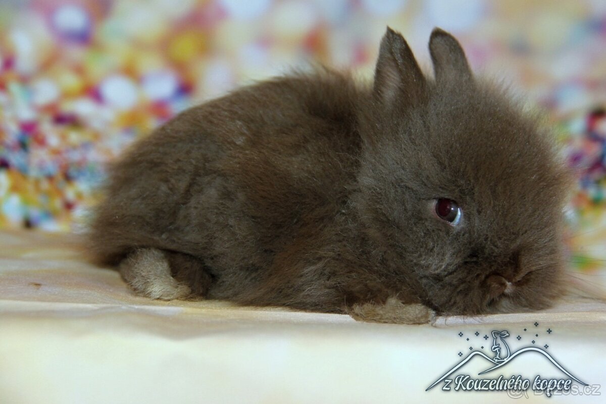 Zakrslí králíčci Teddy s VP_(Vánoční miminka)-doprava po ČR - 2