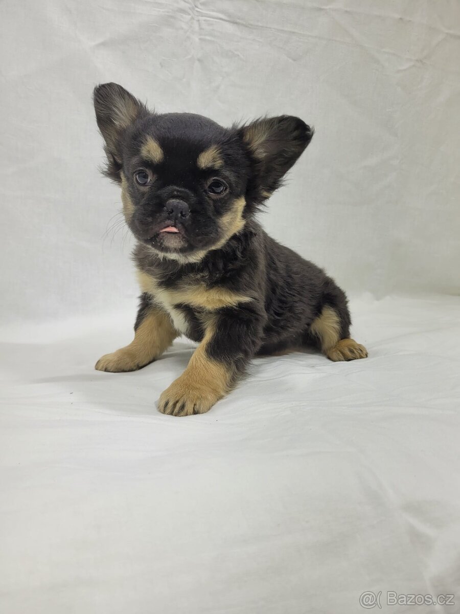 Francouzský buldoček - 2