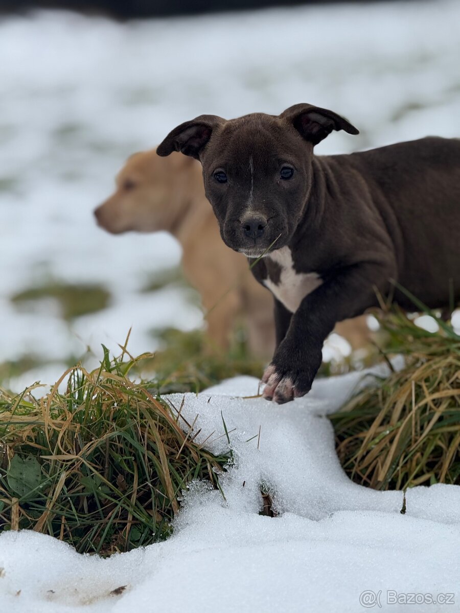 Americký pitbulteriéra - 2