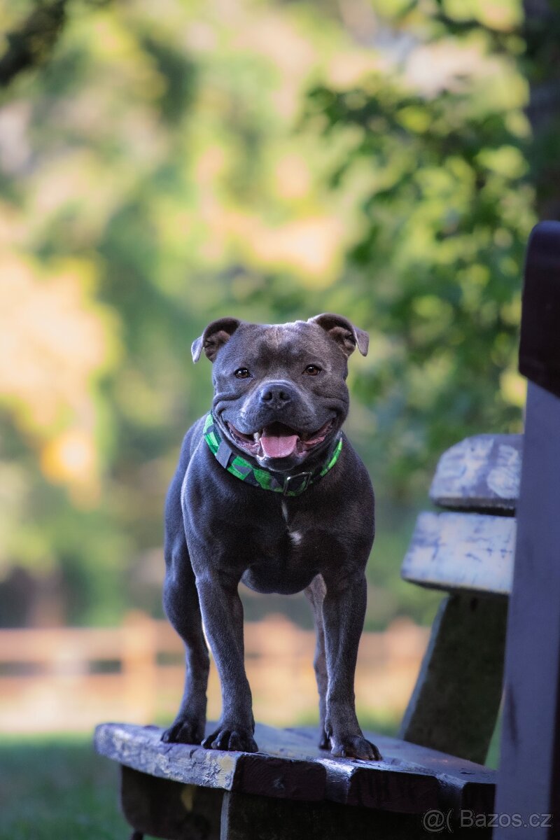 Stafordšírský bulteriér s PP - krytí chovným psem - 2