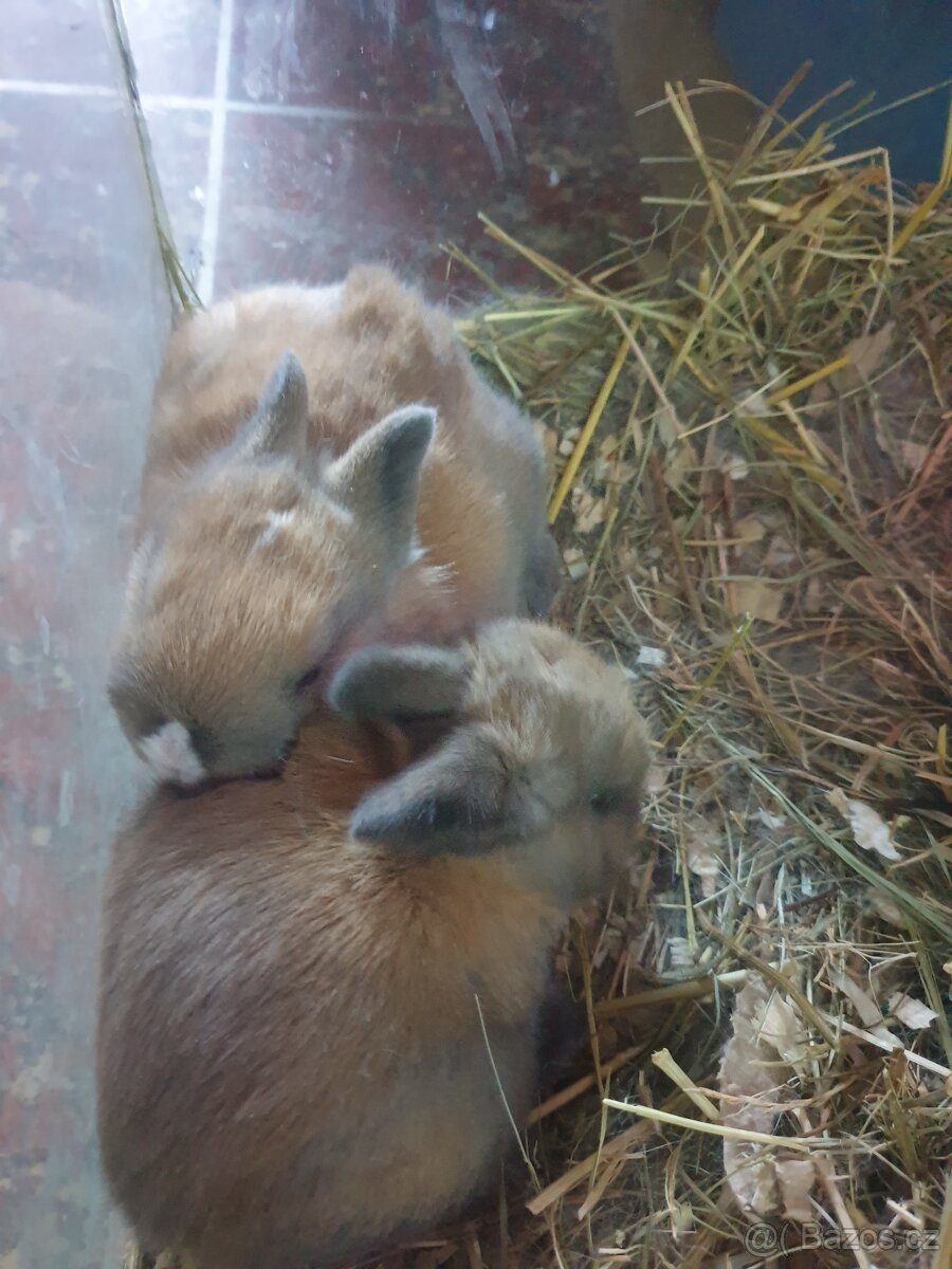 Králíček zakrsly - 2