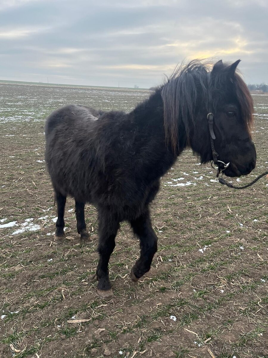 Prodám krásného vraníka - 2