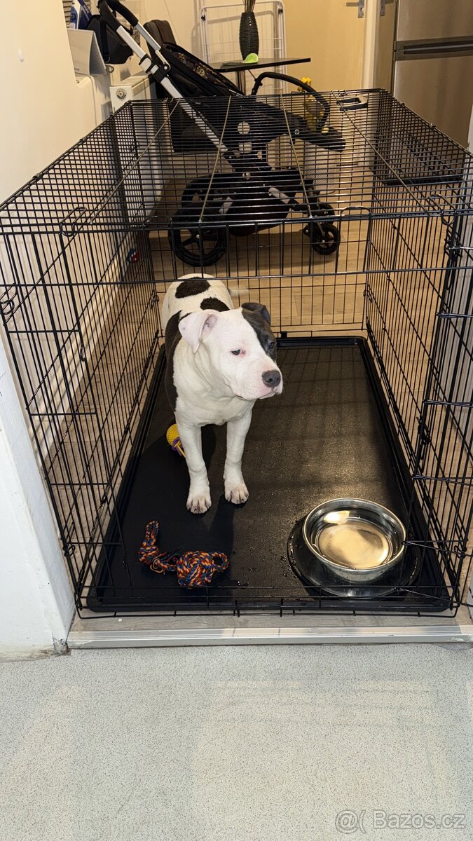 Americké stafford - 2