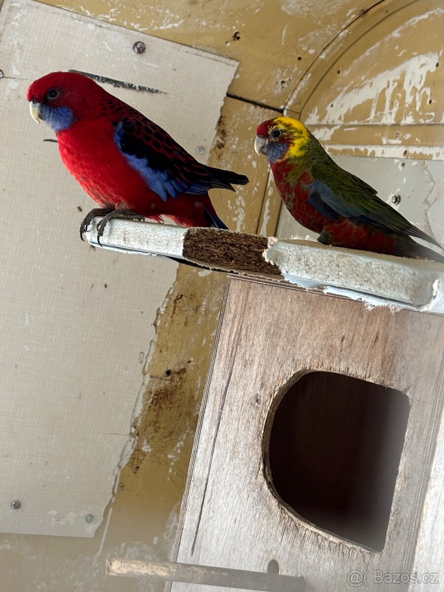 Amazoňan modročeli 6 letý samec - 2