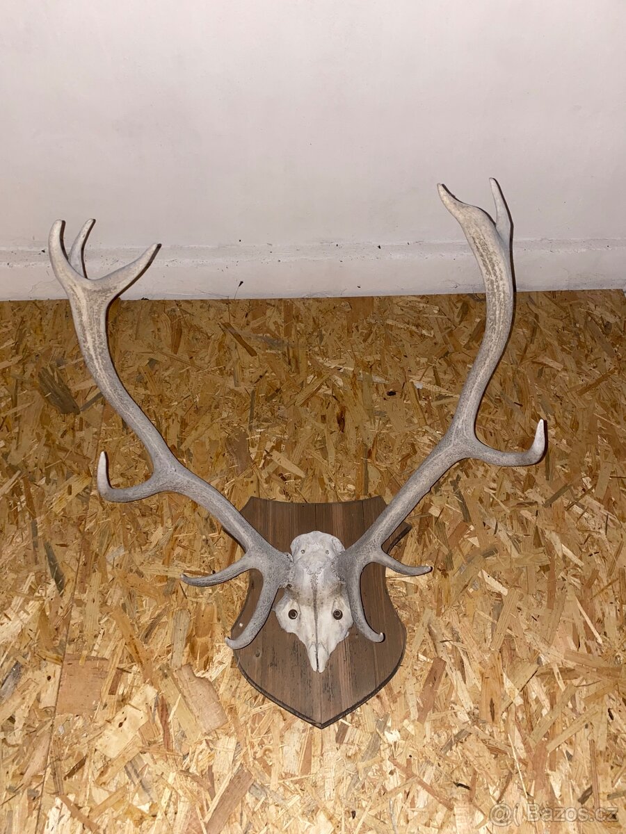 Nástěnné paroží - 2