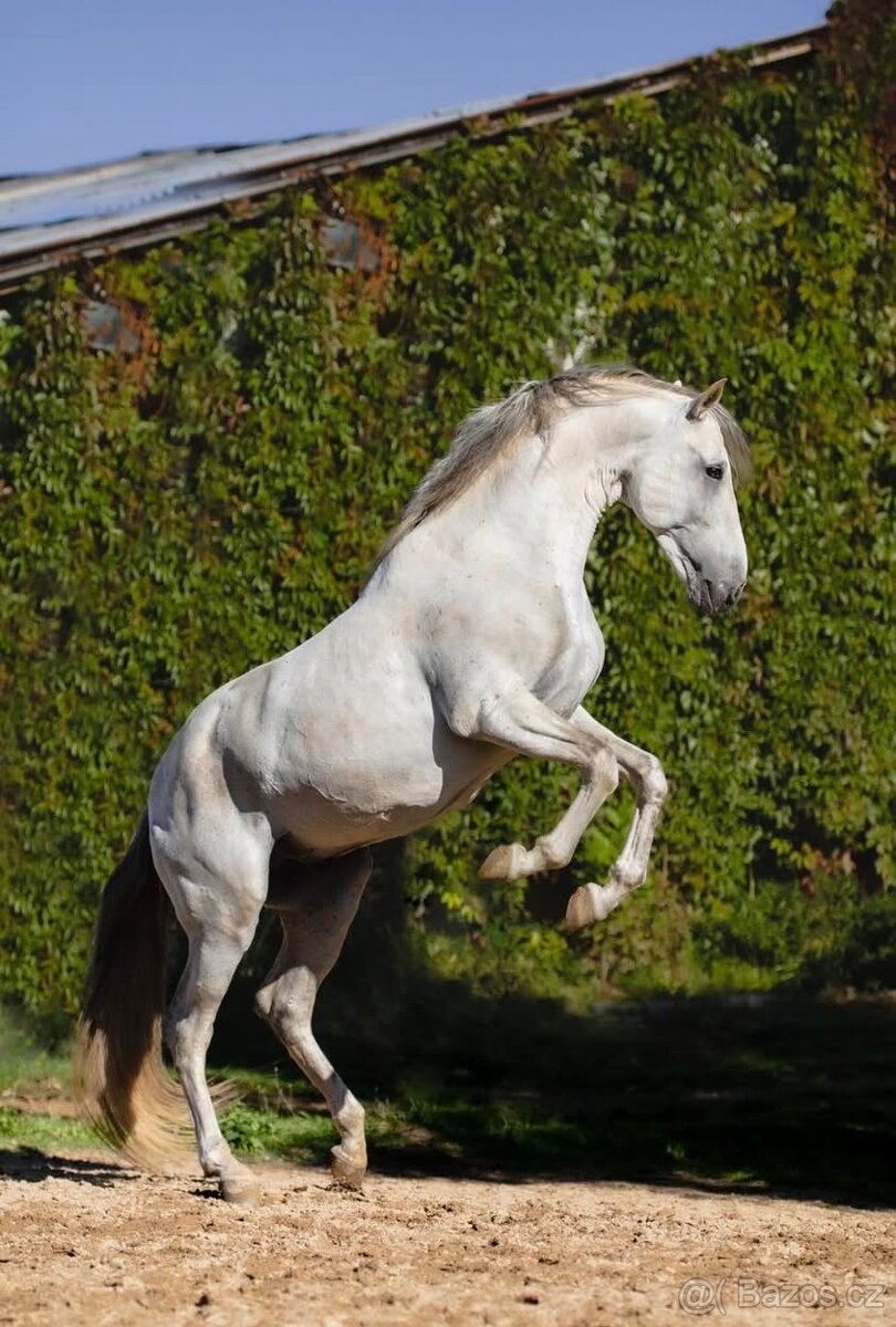 Na prodej španělský PRE hřebec - 2