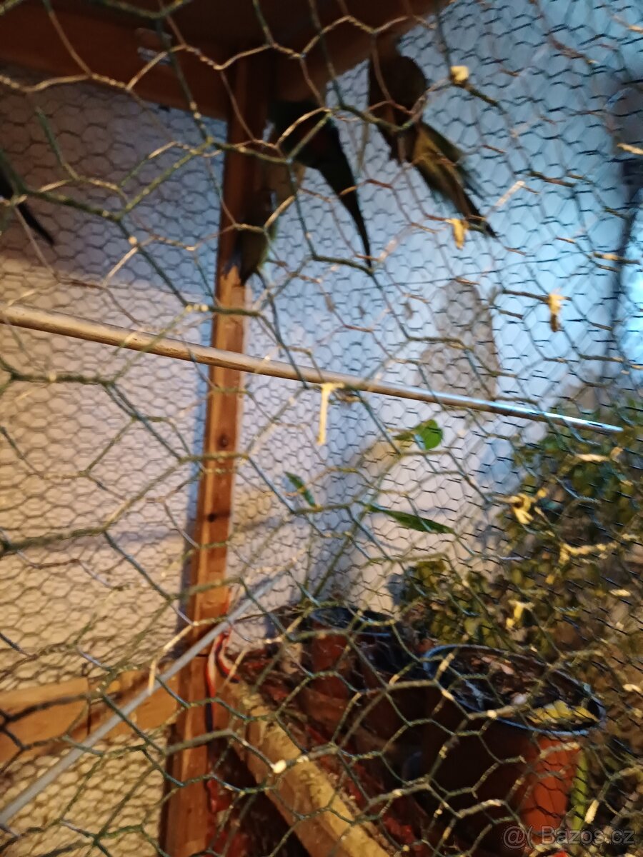 Nabizim papousky zpevave - 2