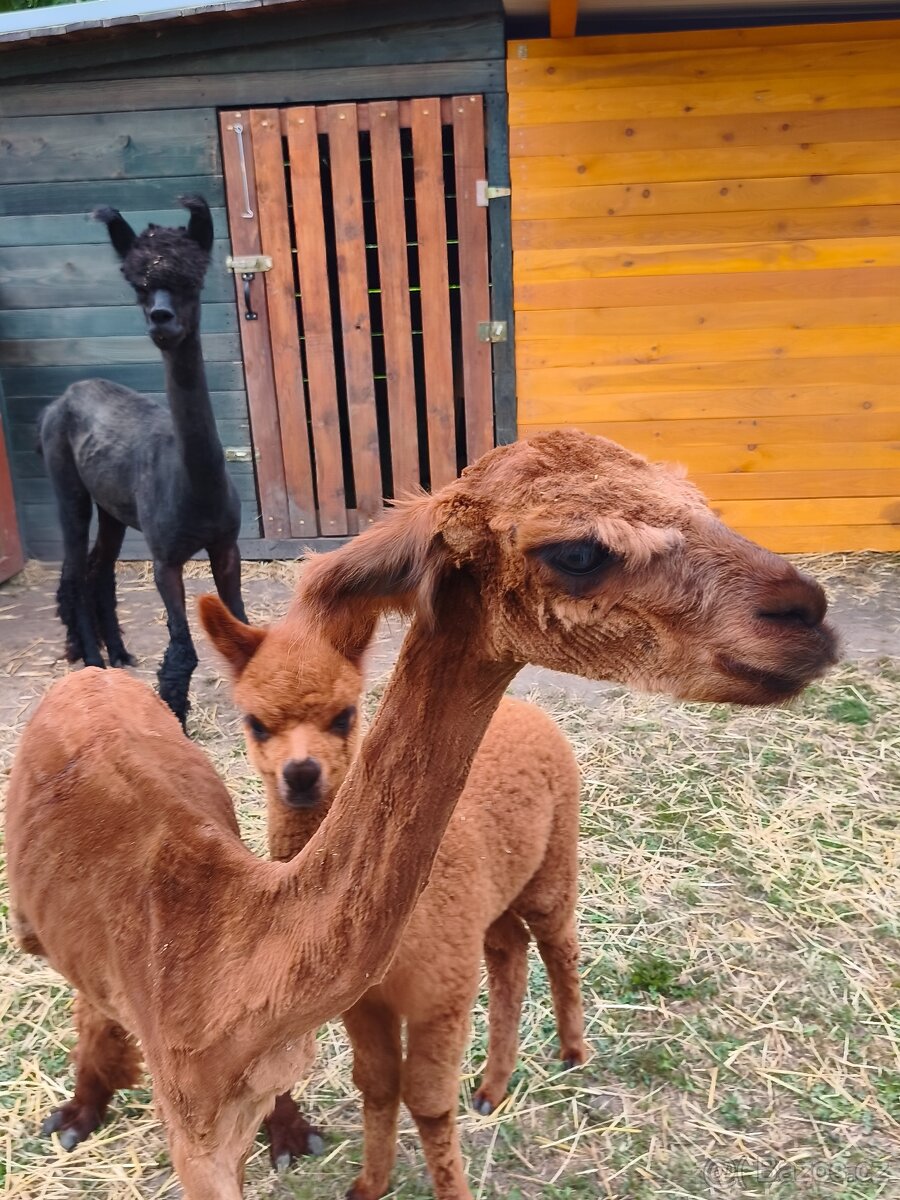 Lama alpaka - 2