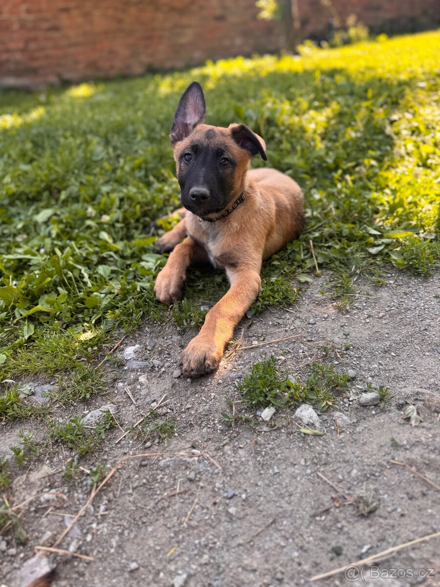 Belgický ovčák Malinois s PP - 2