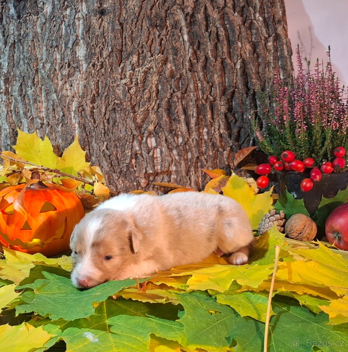 Australský ovčák s PP - 2