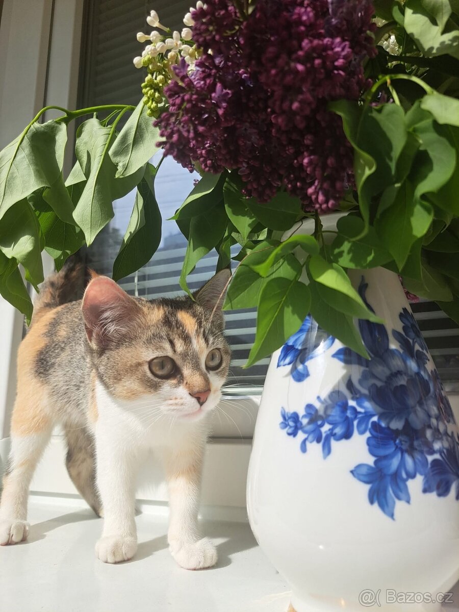 britská kočka - 2