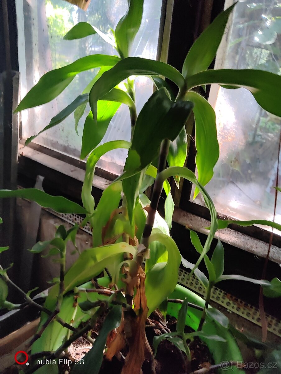 KALISIE VOŇAVÁ - 2