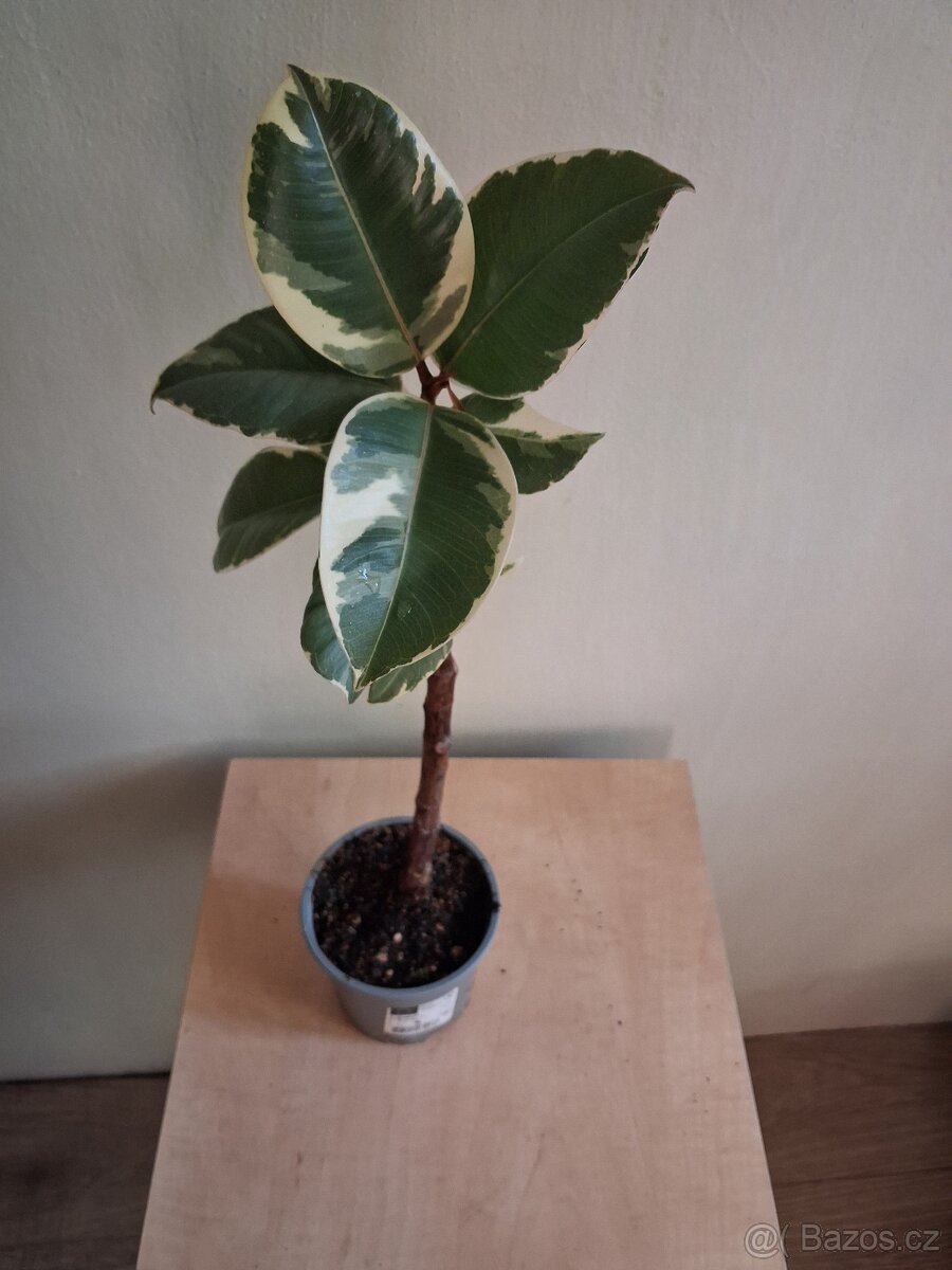 Fikus Tineke stromek - 2