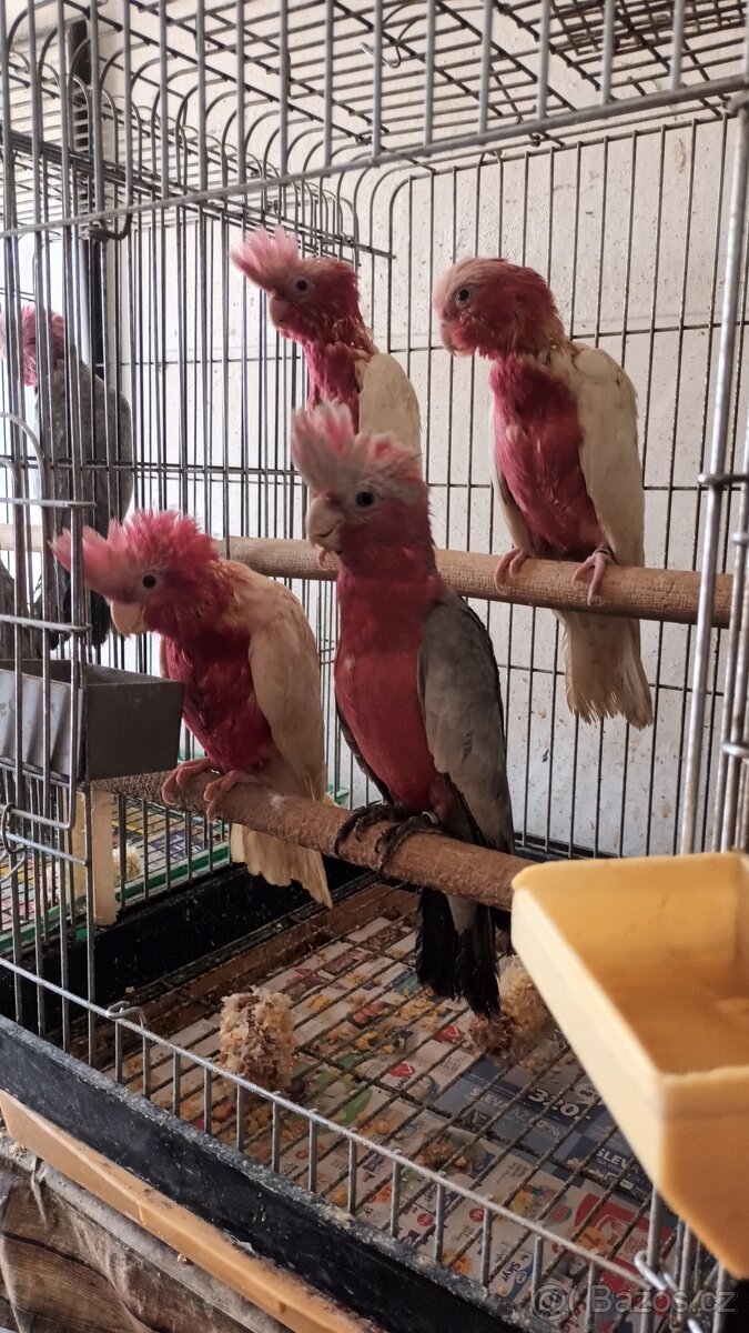 Kakadu růžový - 2