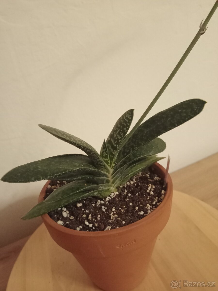 Gasteria verrucosa - 2