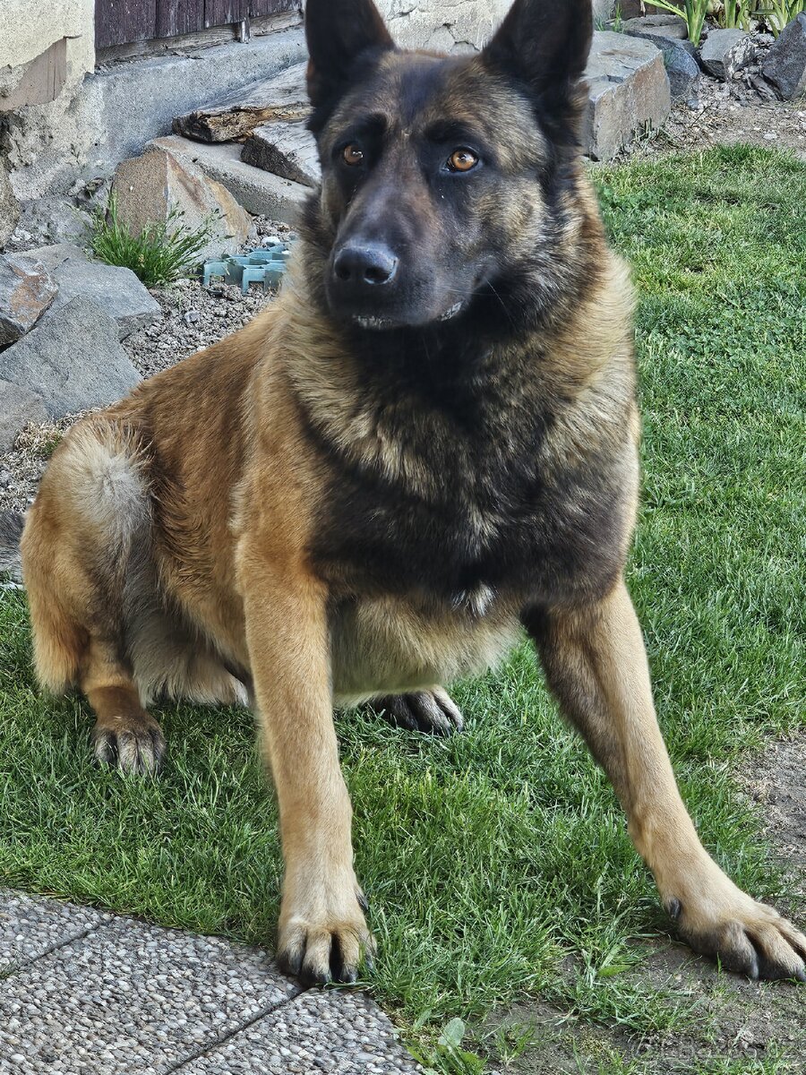 BO Malinois bez pp - 2