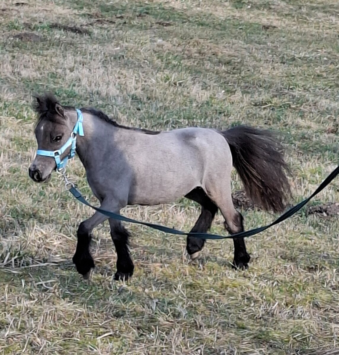 Hřebeček AMHA- minihorse - 2
