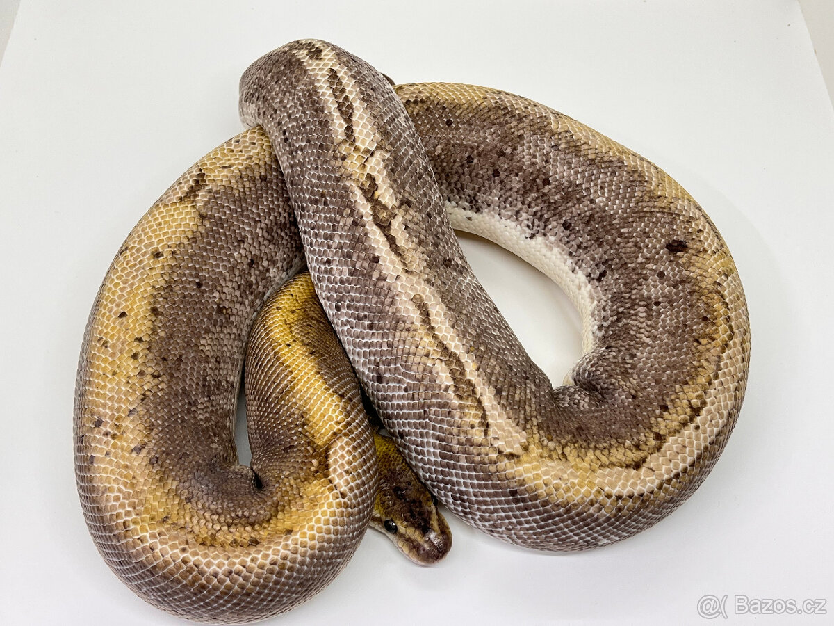Krajta královská (Python regius) -sleva při odběru více kusů - 2