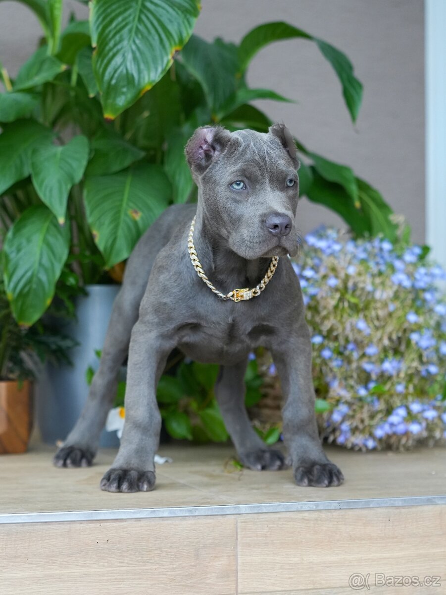 Bandog, Mastiff, Molos - 2