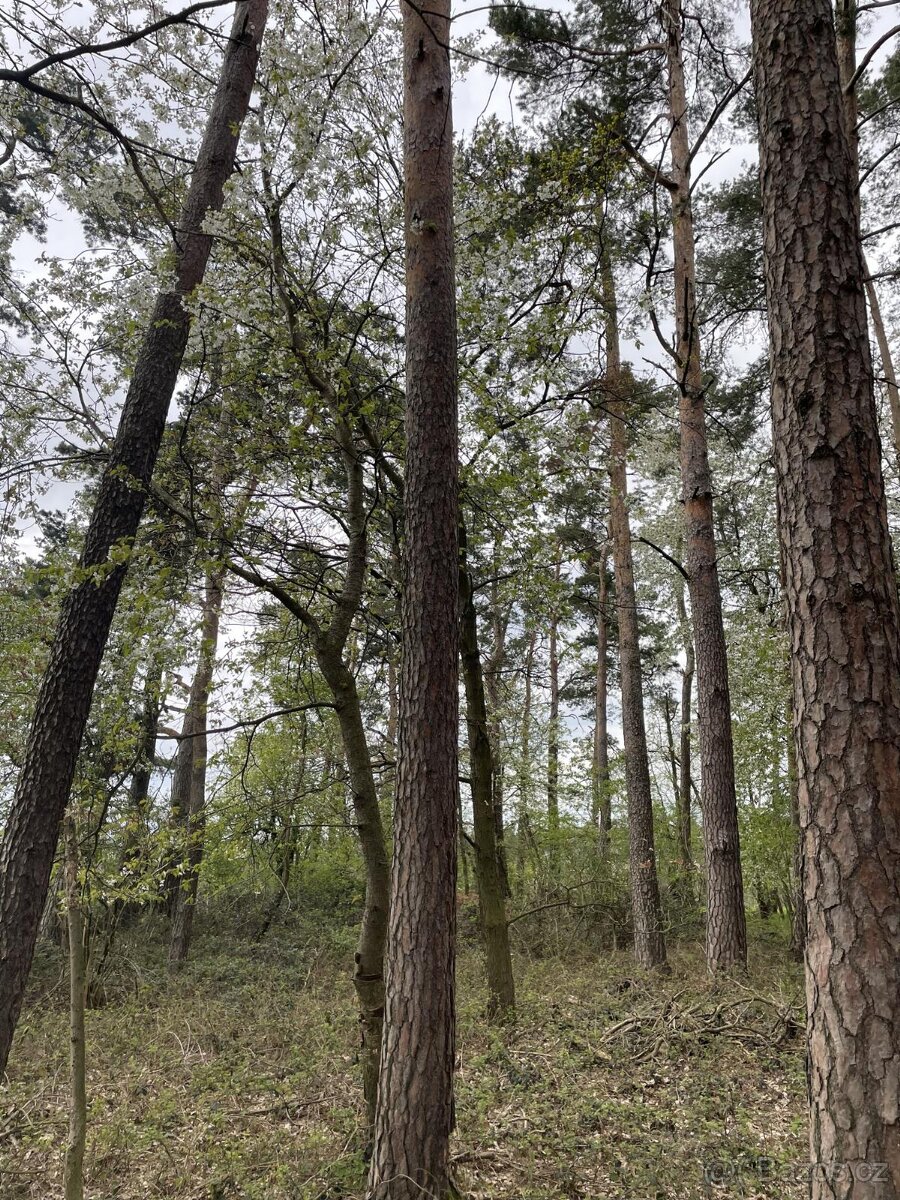 Prodám pozemky v k.ú. Hradiště u Domažlic - 2