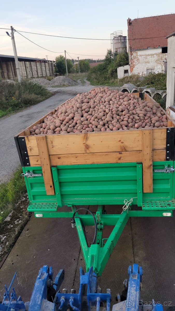 Brambory, sadba, sadba Brambor, brambory na uskladnění - 2