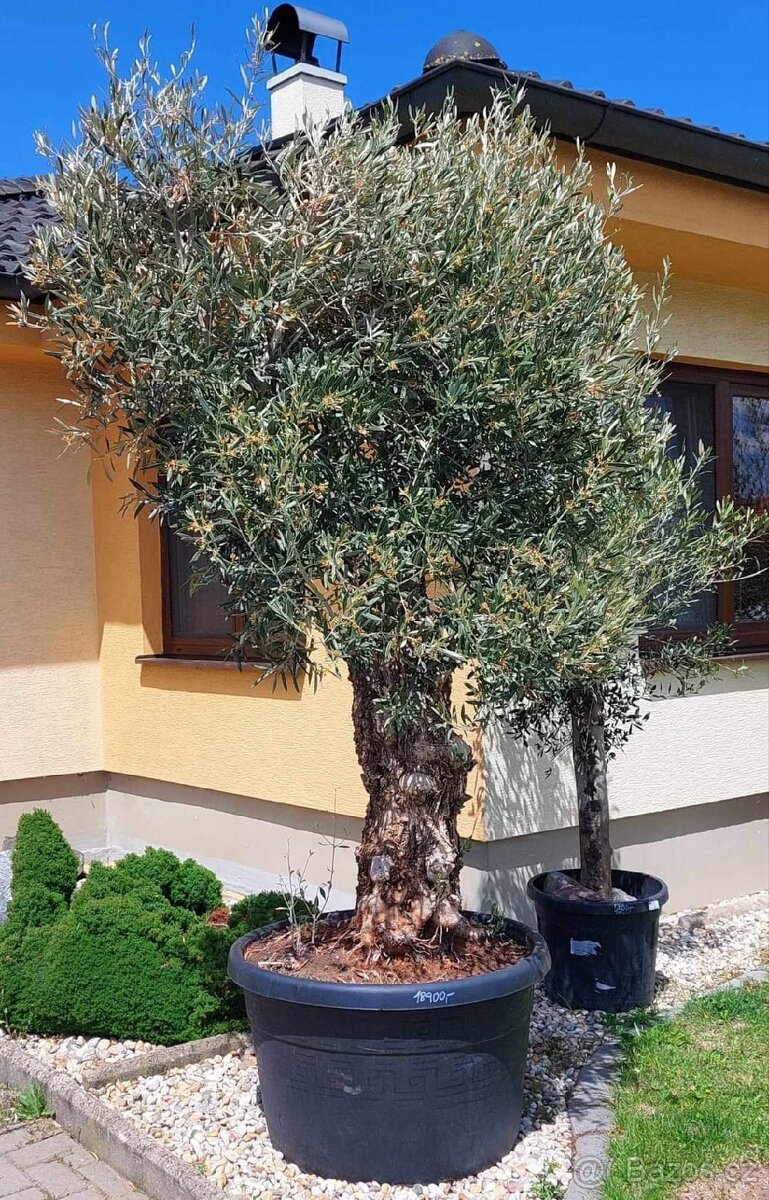 Olivovníky různé velikosti - 2