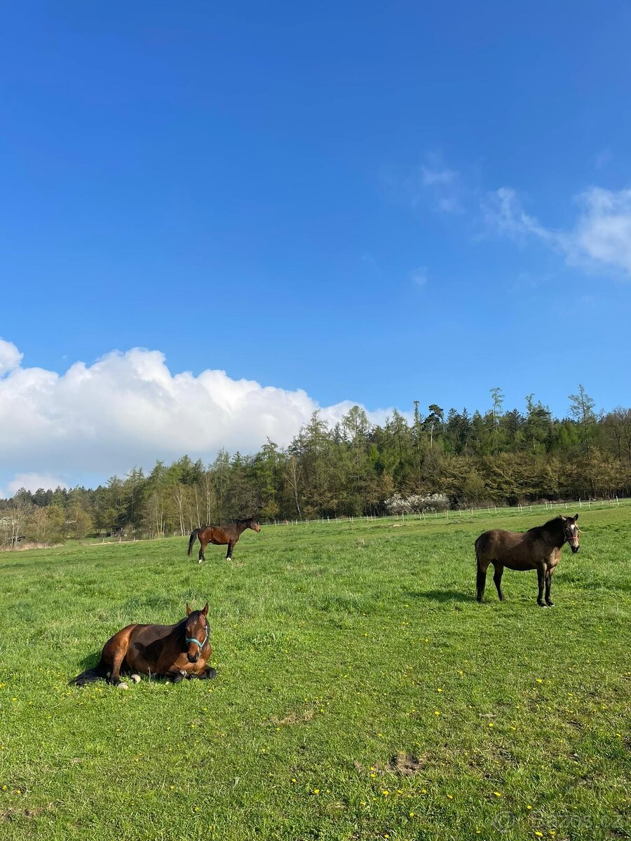 Pastevní ustájení na ranči Mítov - 2