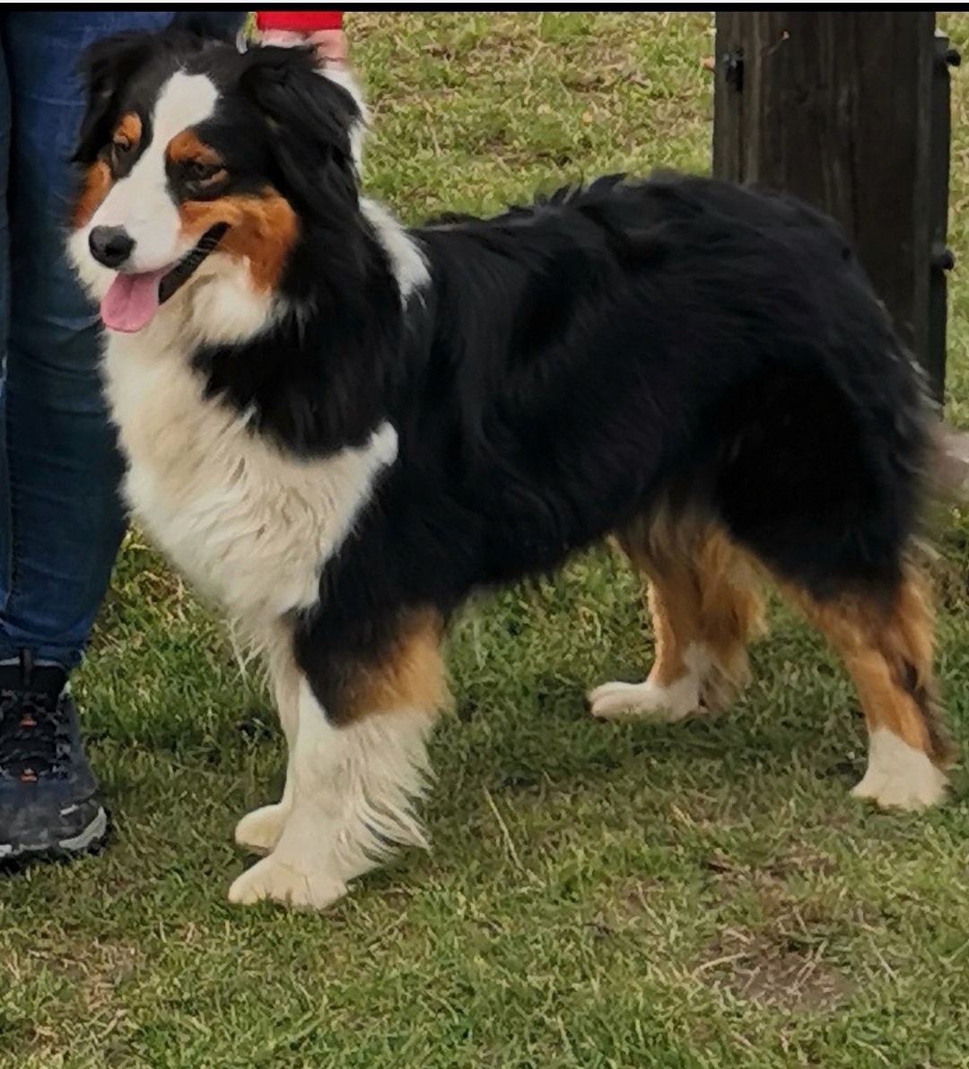 Australský ovčák - 2