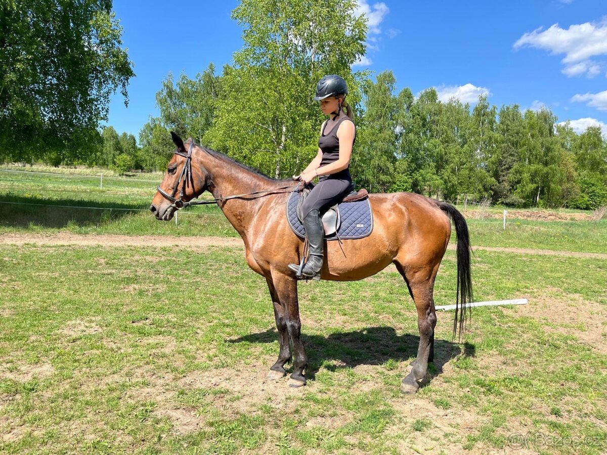 Malopolská klisna, 12 let - 2