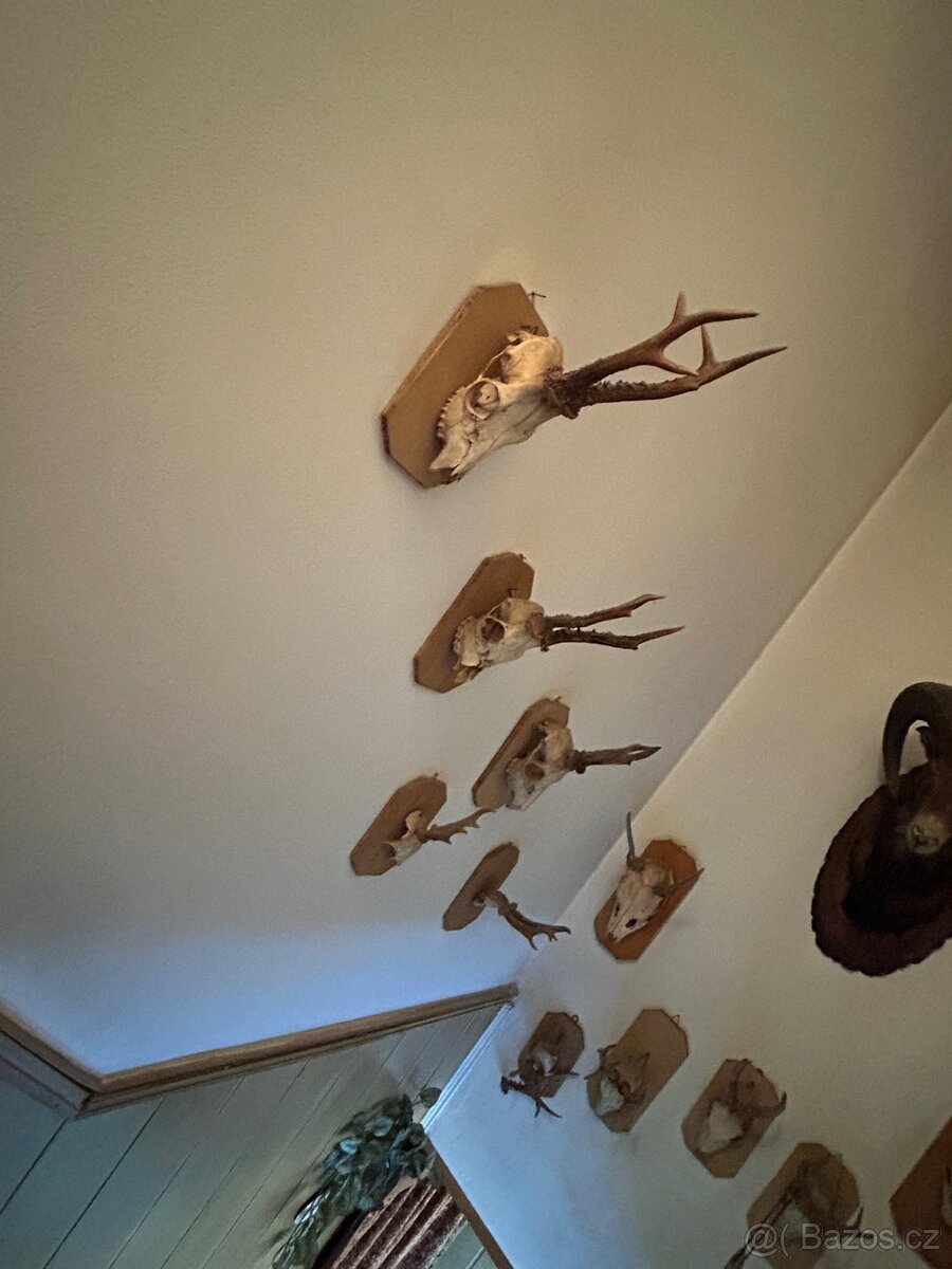 Trofeje paroží - 2