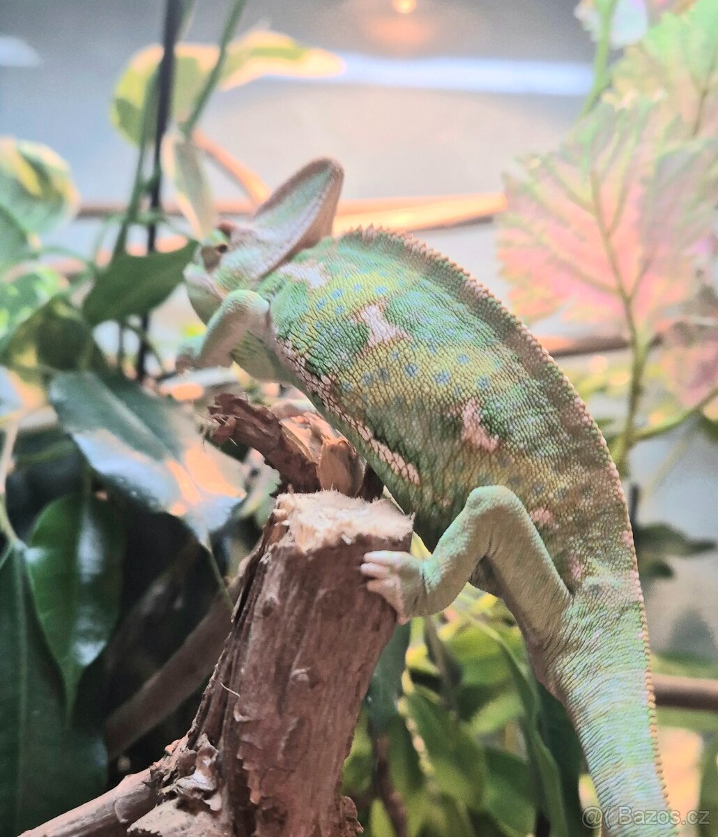 Chameleon Jemenský samec - 2