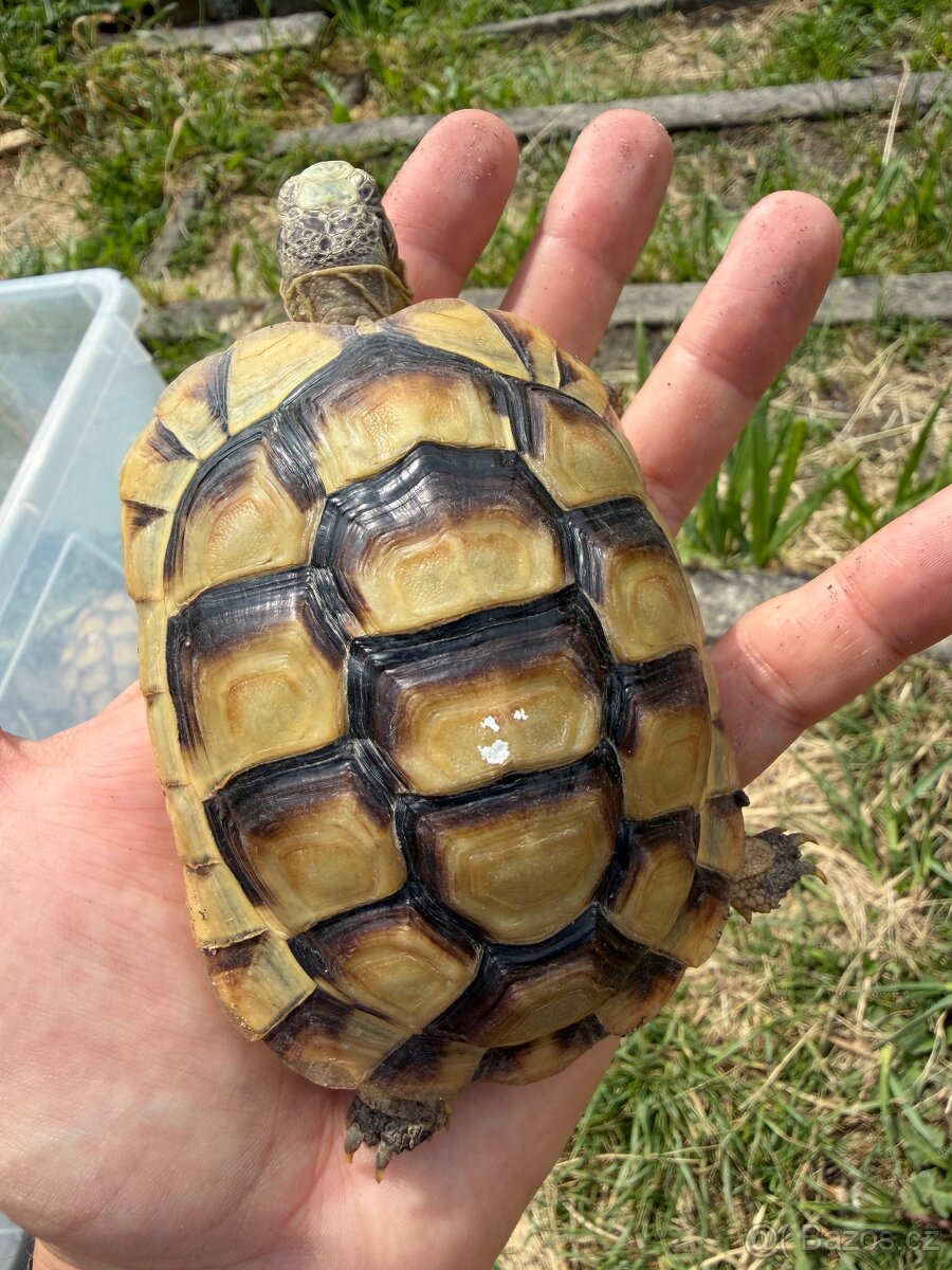 Želva Vroubená 🐢 Testudo Marginata nz.2022 - 2
