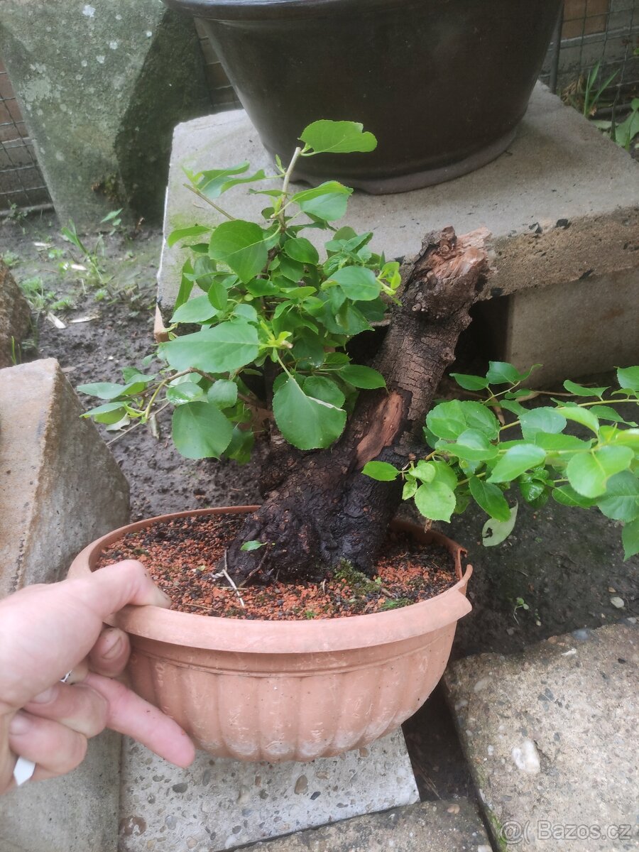 Bonsai - 2