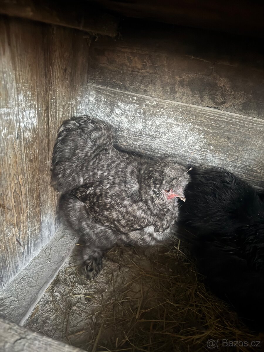 Hedvabnička velká holokrku - 2