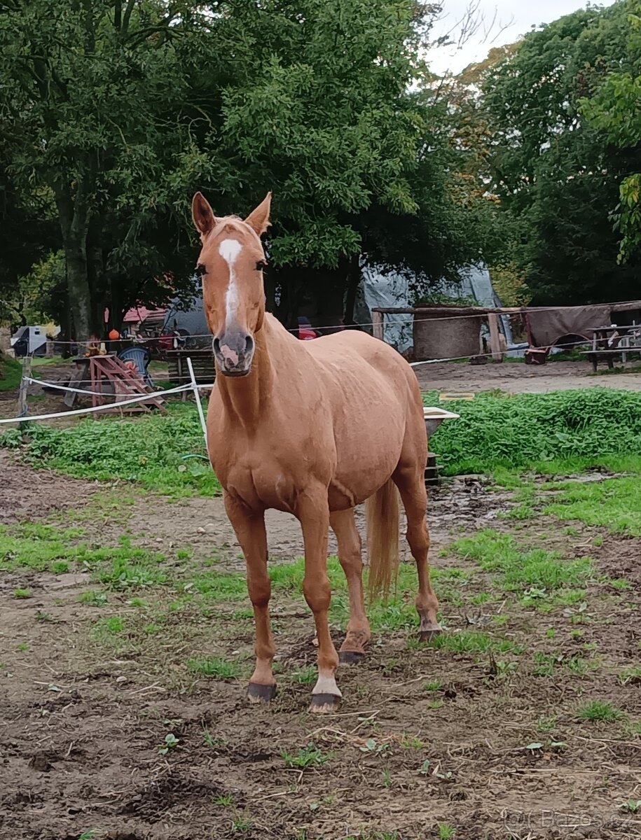Hodná klisna jako společník - 2