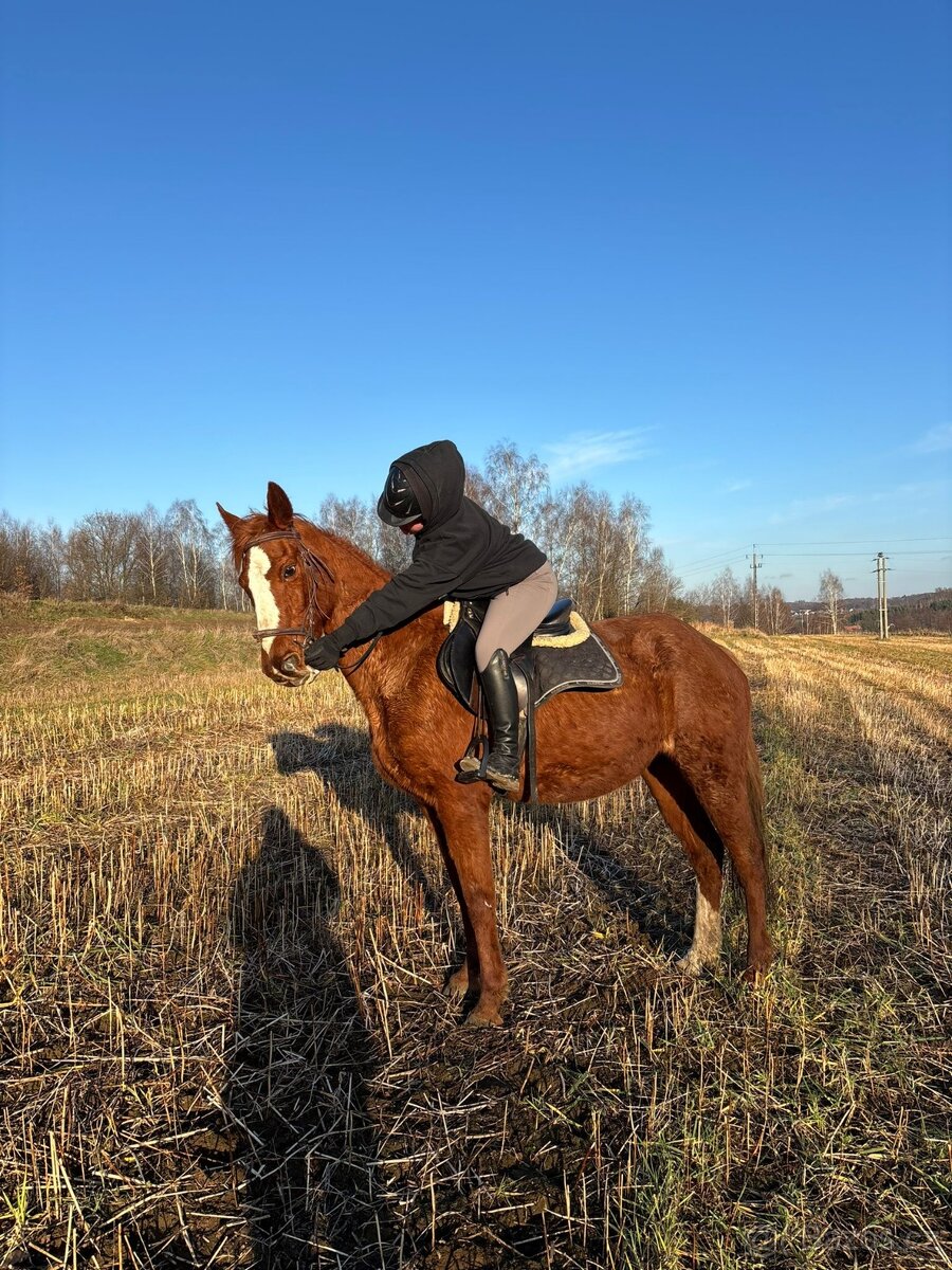 14letá klisna SP - 2