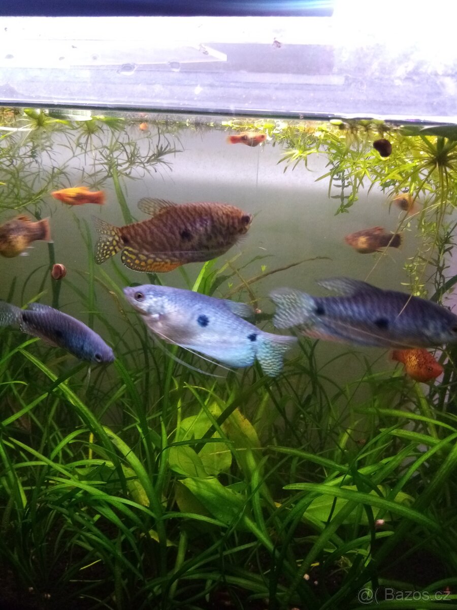 Čichavec šedý (modrý) - 2