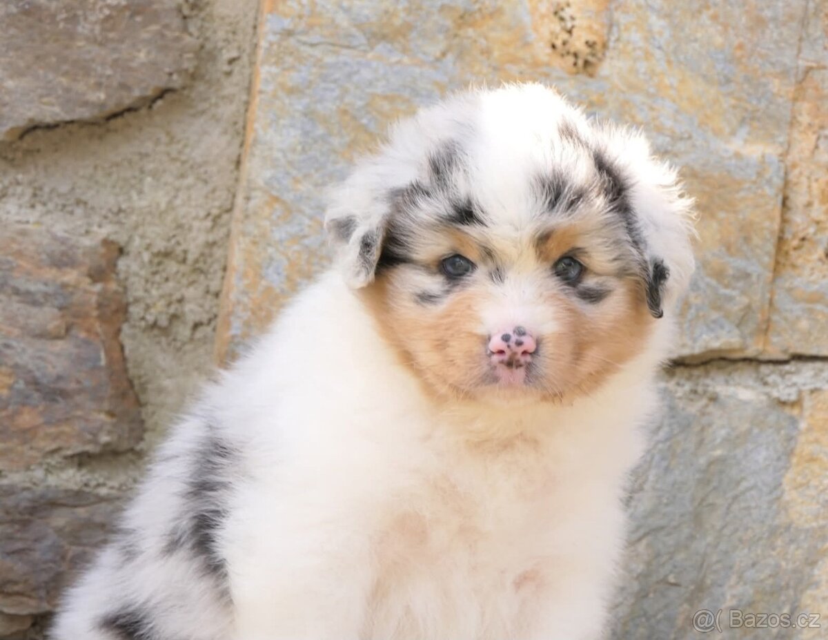 Australský ovčák s PP - 2